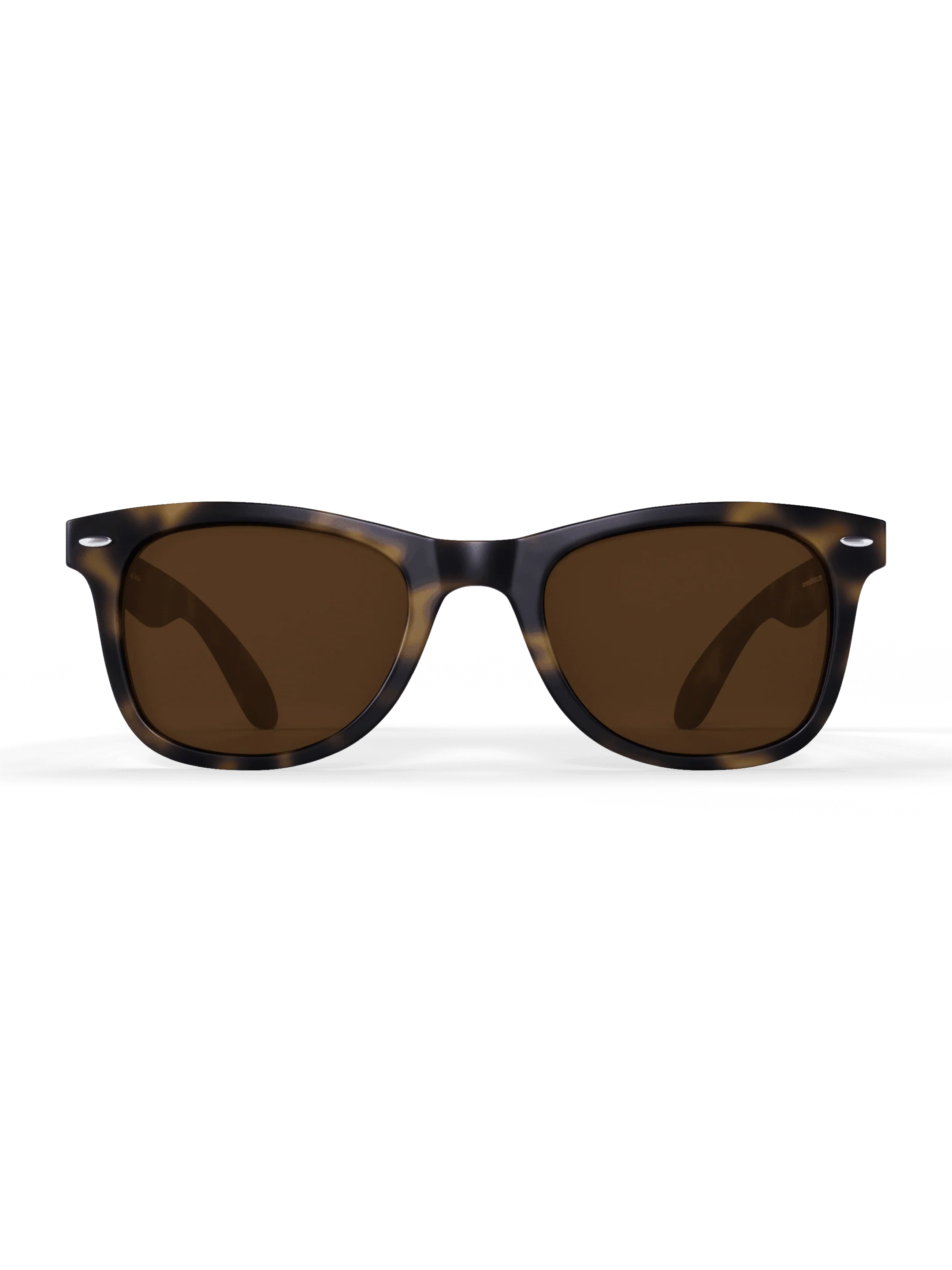 Tortoise Sprinters - Image 5